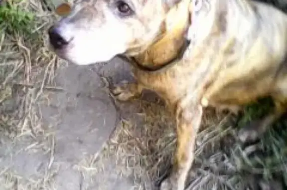 Найдена собака в Иркутске, К. Либкнехта и Трилиссера, порода стафф (помесь)