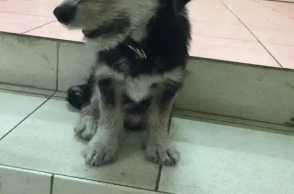Найдена собака на ул. Борсоева, Улан-Удэ