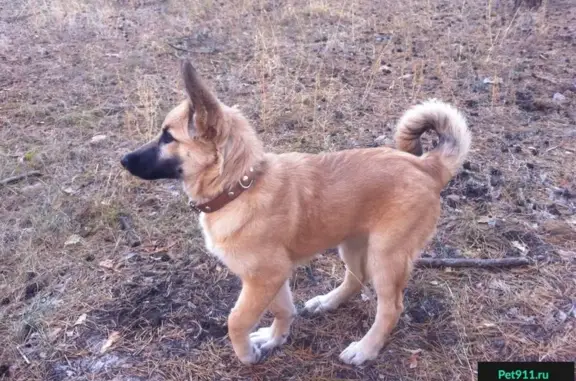 Найдена собака в районе Титан Строй, Белгород