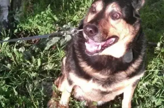 Пропала крупная собака в Красногвардейском районе СПб, нужна помощь!