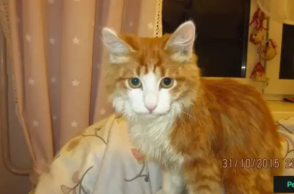 Найден котик на ул. Папанина 27 в Ярославле
