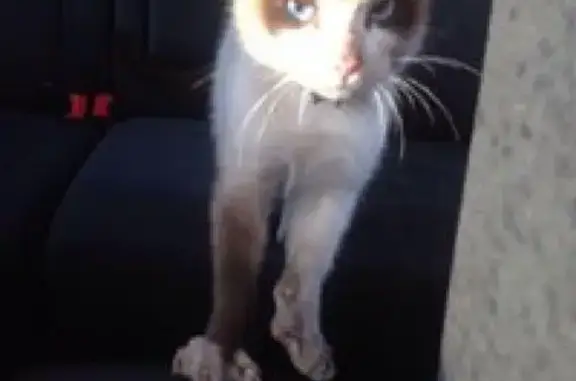Найдена кошка с ошейником в Красноярске