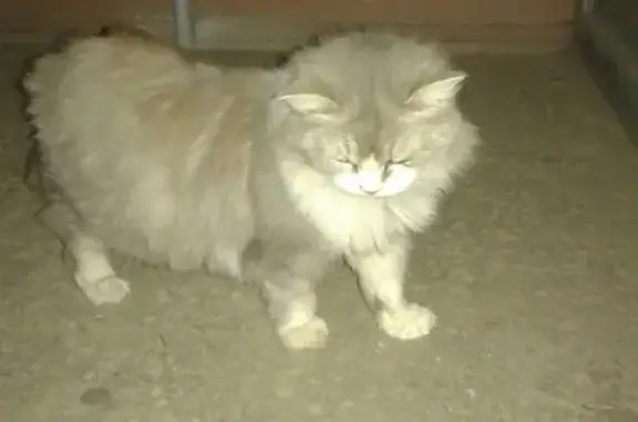 Найдена кошка на ул. Днепропетровская 2