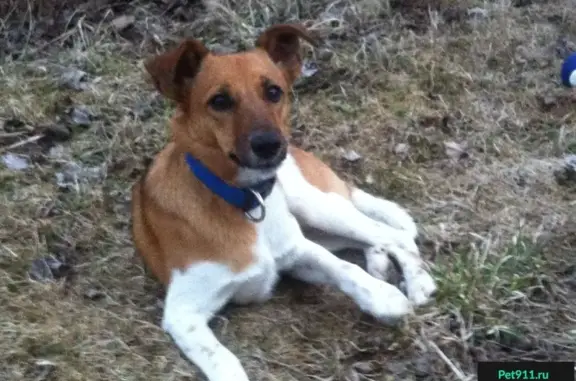 Пропала собака в Березняках, Сергиево-Посадский район