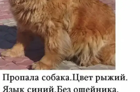 Пропала собака в деревне Кусаковка