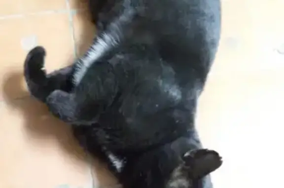 Найден черный кот с белыми пятнами в районе больницы, ласковый