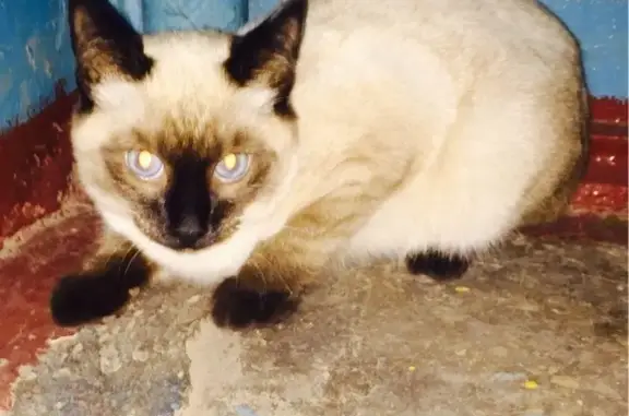 Сиамский кот найден в Оренбурге на Больничном проезде 14.