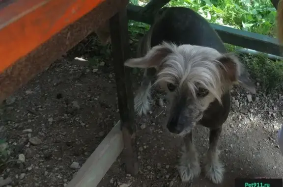 Пропала собака в Новой Мельнице Сады-5