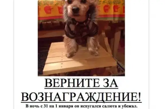 Пропала собака в Тропарево-Никулино, вес 4 кг, светло-серый окрас, голова белая.