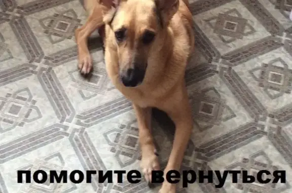 Пропала собака на улице Обухова, помогите найти!