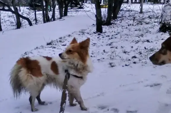 Найдена собака у ТЮЗа в Екатеринбурге