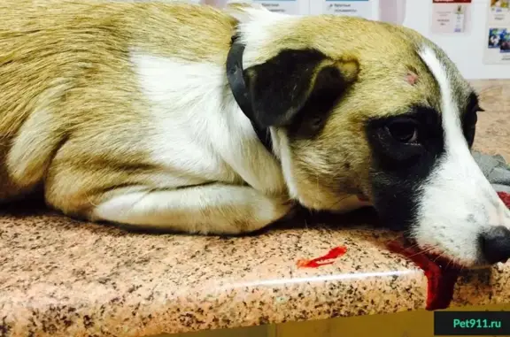 Найдена собака в Краснодаре, нужна операция