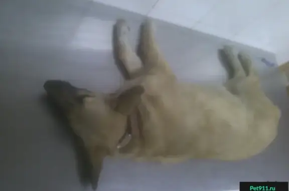 Собака в Титан Строй, Белгород: сломанная лапа