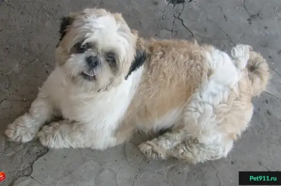 Пропала собака породы ши-тцу в Красноармейском районе, вознаграждение гарантировано!
