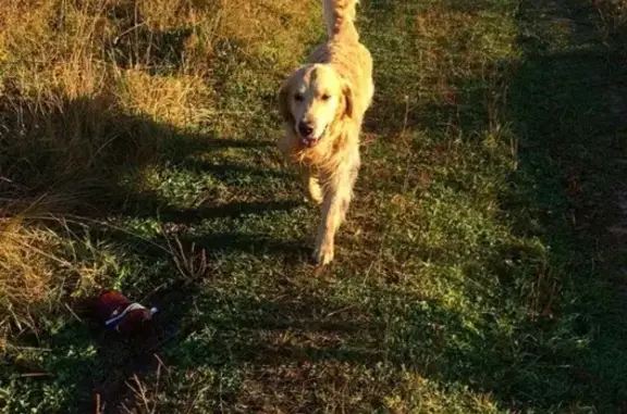 Пропала собака в Зеленограде: золотистый ретривер Рони из Фирсановки.