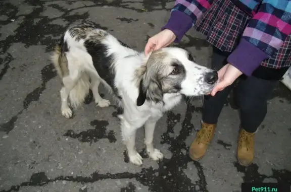 Собака найдена на Динамо в Ростове-на-Дону