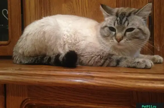 Найдена кошка на улице Ленина, 39 - нужен приют