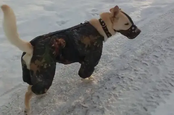 Пропала собака в Молитовском районе, Нижний Новгород - вознаграждение!