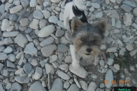 Пропала собака йоркшерский терьер, ул. Сызранова, Русское Поле, Таганрог