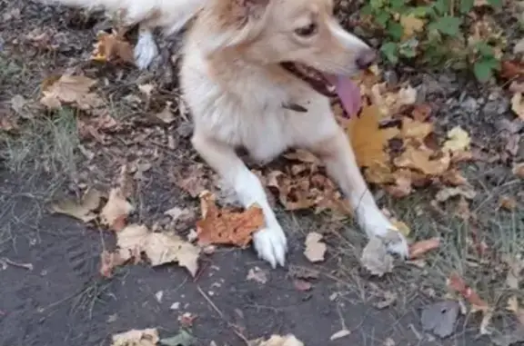 Пропала собака на ул. Гвардейской 1а, Саратов, Ленинский район