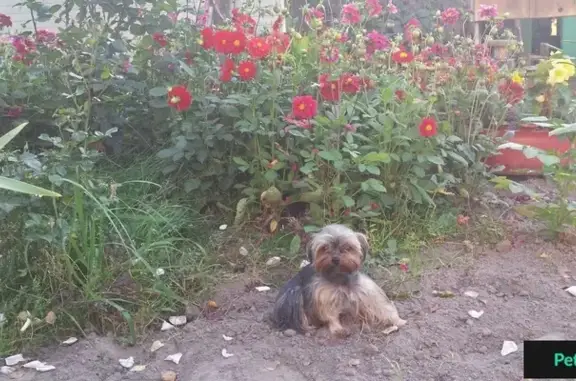 Пропала собака на Волгоградском проспекте, возле дома №1, Таганский район.