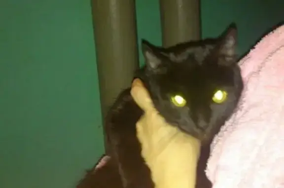 Найдена черная кошка с белым пятнышком в Магнитогорске