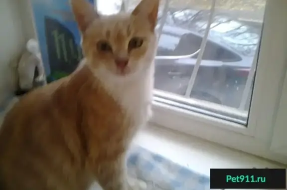 Найдена домашняя кошка в Рязани на Черновицкой улице