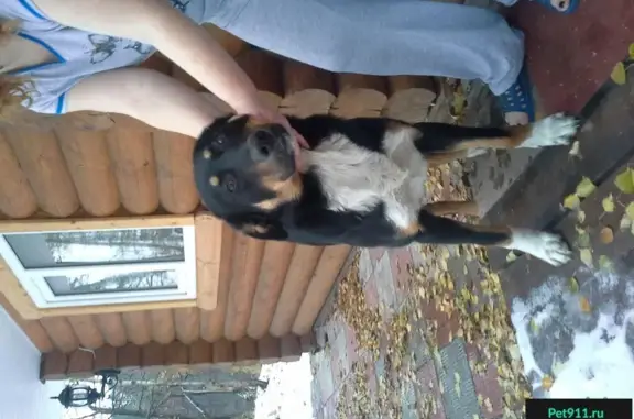 Найдена собака на базе отдыха Хуторок Озерный