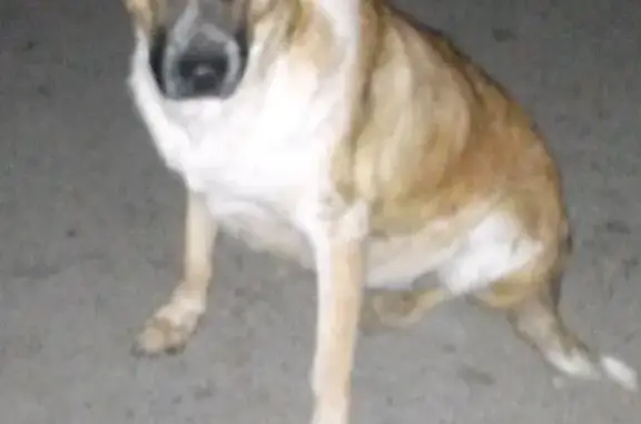 Найдена собака в Ростове