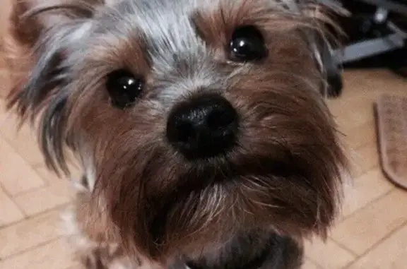 Пропала собака в Жулебино, трусливая с серебристым ошейником