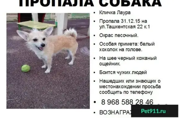 Пропала собака на Ташкентской 22к1