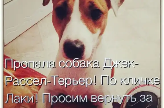 Пропала собака Лаки в Ленинском районе, Саратов