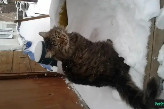 Пропал кот в центре Оренбурга, ул. Пролетарская и Комсомольская