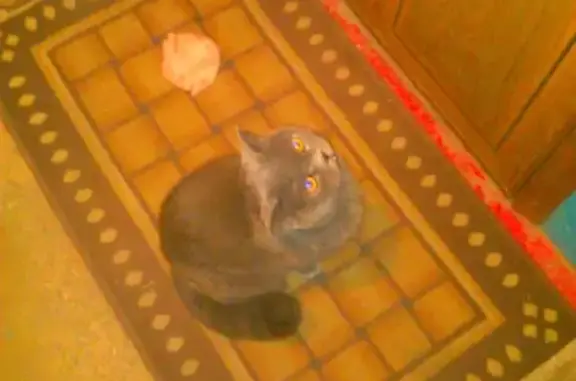 Найдена кошка в Тульской области, 19 октября