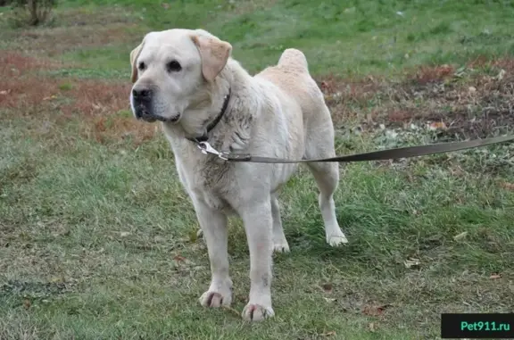 Найдена собака на Волоколамском шоссе