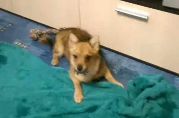 Пропала собака рыжая возле метро Каховская