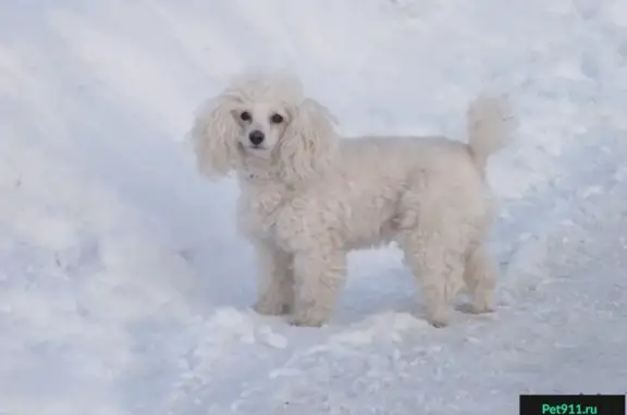 Пропала собака в Соломбальском округе, у дома полярная 3, Феня, белый карликовый пудель.