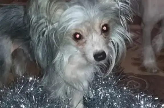 Пропала собака Буся, маленькая, в Егорьевске