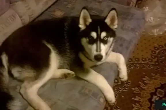 Пропала щенок хаски Амур в Автозаводском районе
