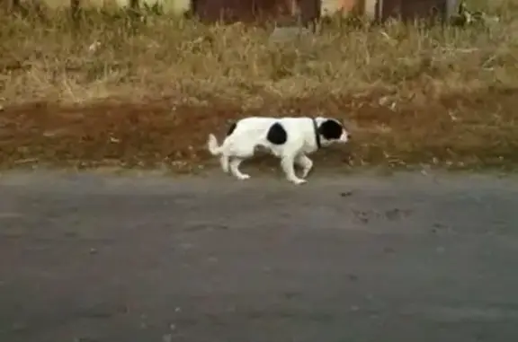 Найдена черно-белая собака в с.Б.Липовица