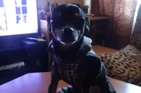 Собаки потеряшки, Астрахань, фото: Потеряшка собака в Новолипецке возле школы №7