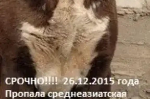 Пропала собака в Волгограде, район проспекта Жукова