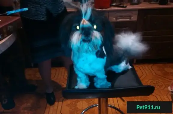 Собаки потеряшки, Казинка, фото: Потеряшка пес Честер на улице Цветочной