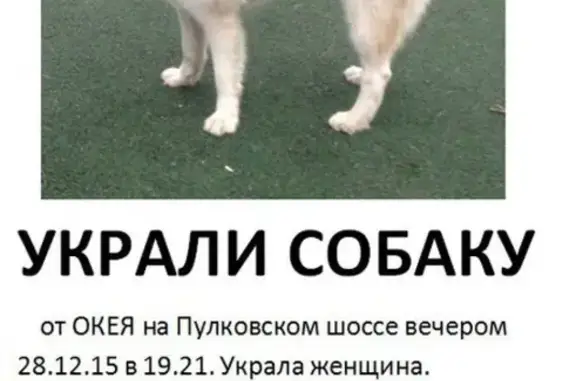 Пропала собака Умка от Окея Пулково, СПб.