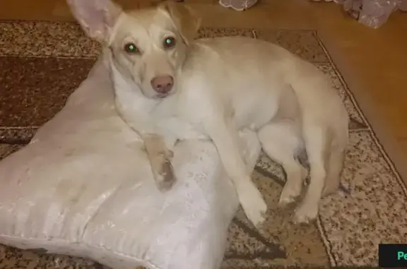 Пропала собака в Автозаводском р-не, Нижний Новгород