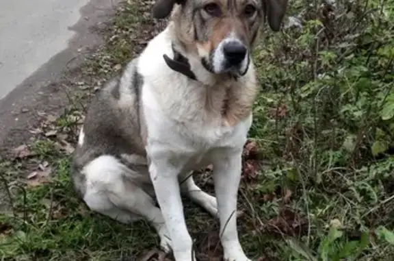 Найдена собака в Шереметьевском - ищем хозяев!