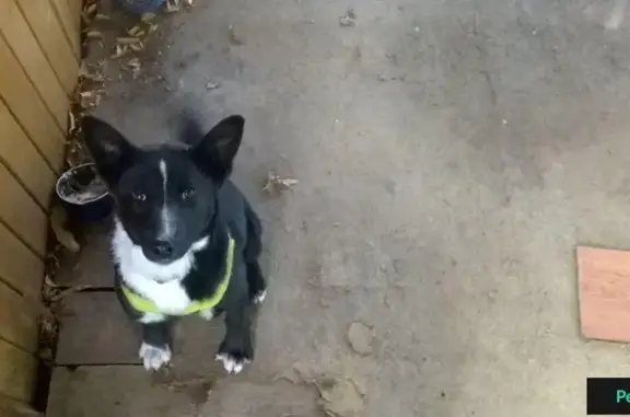 Собака найдена в Подольском посёлке Поливаново.
