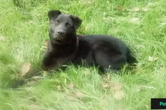 Найдена собака в садах около Ступино