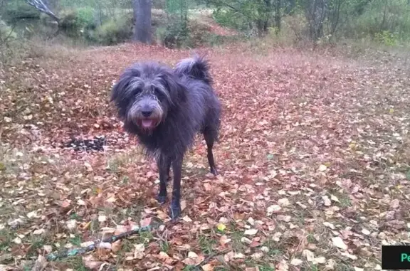 Пропала собака Грэй в Советском районе, Н. Новгород