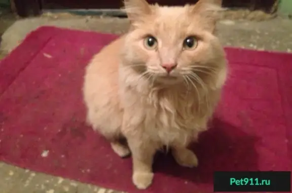 Найден крупный кот на ул. Масленникова в Челябинске